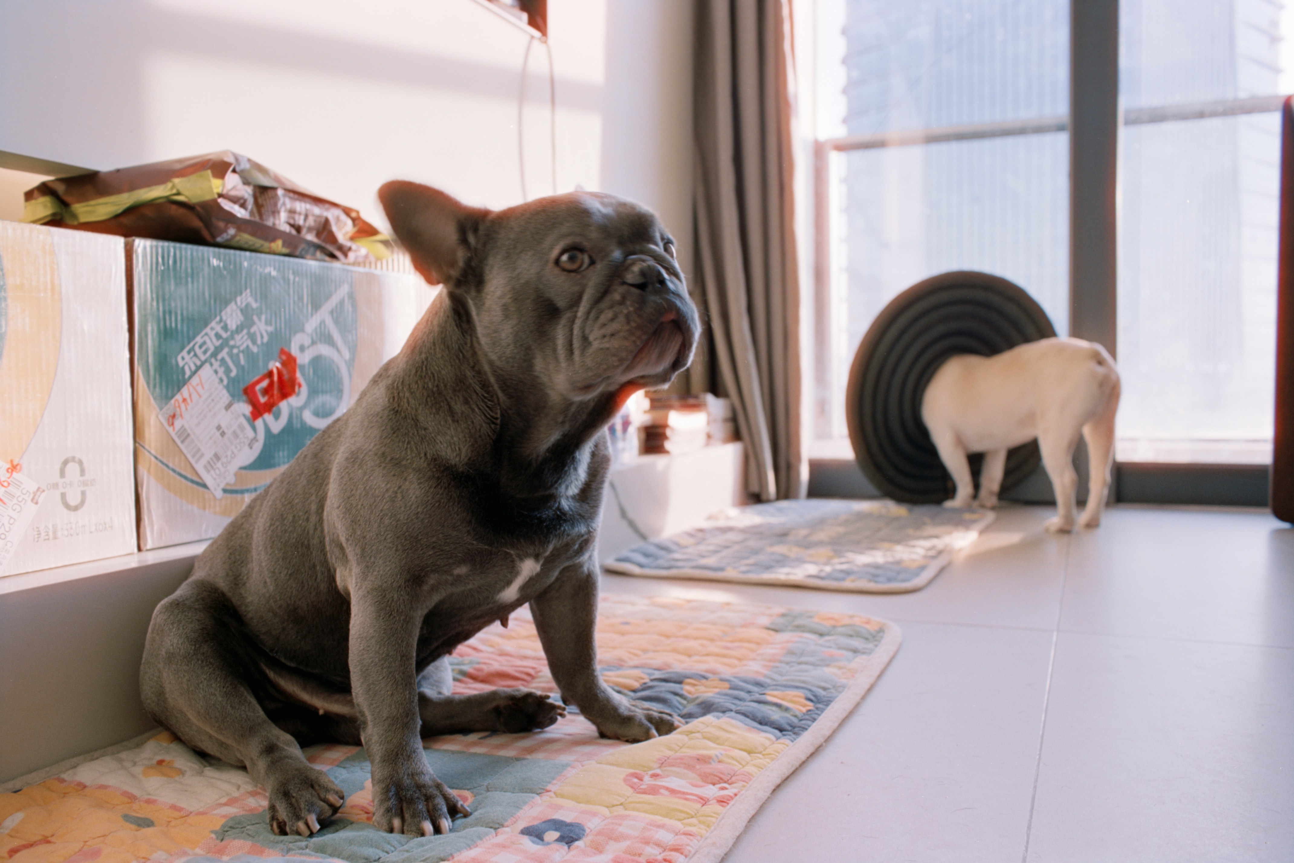 Yaletown Pet Hotel