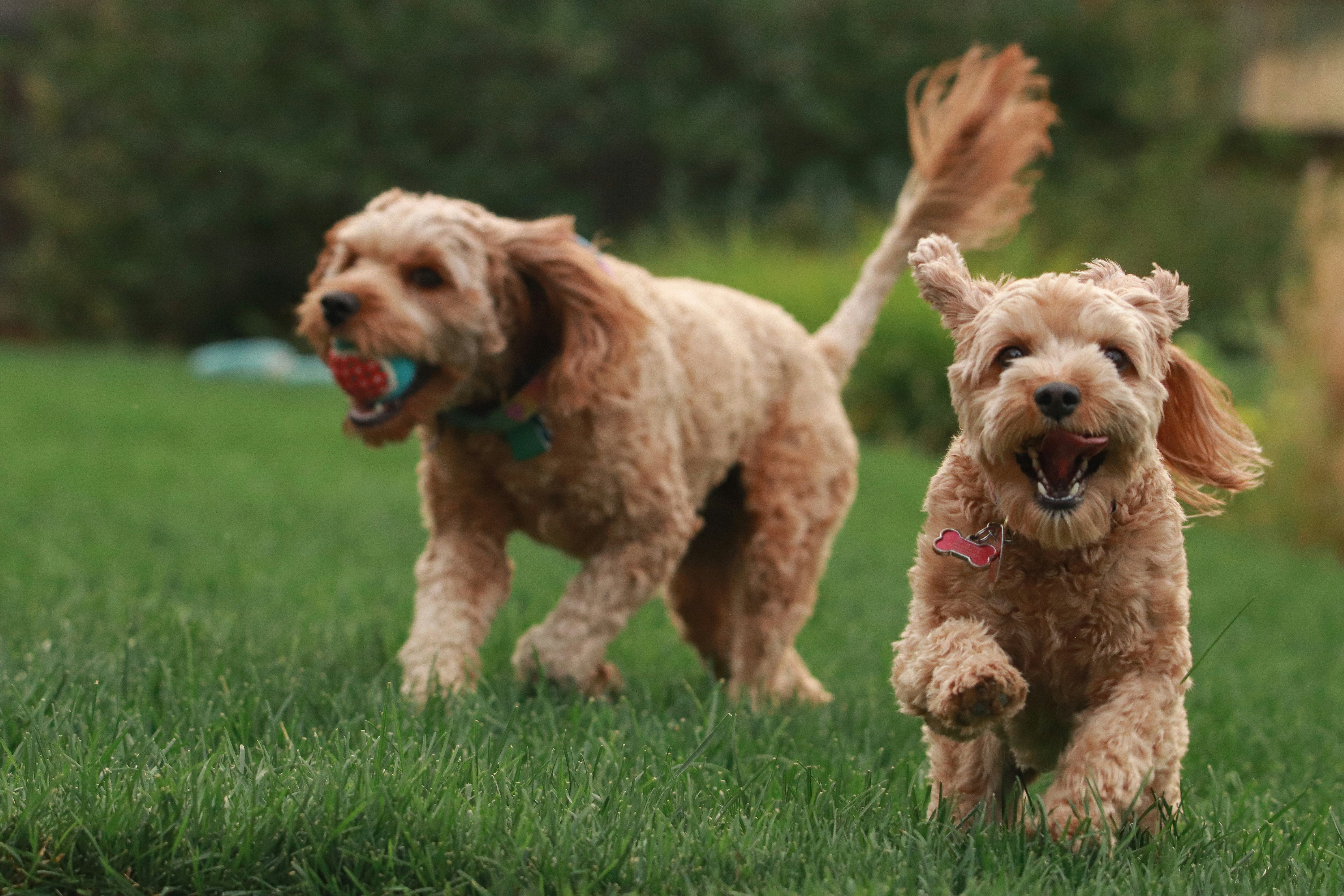 Burnaby Pet Care