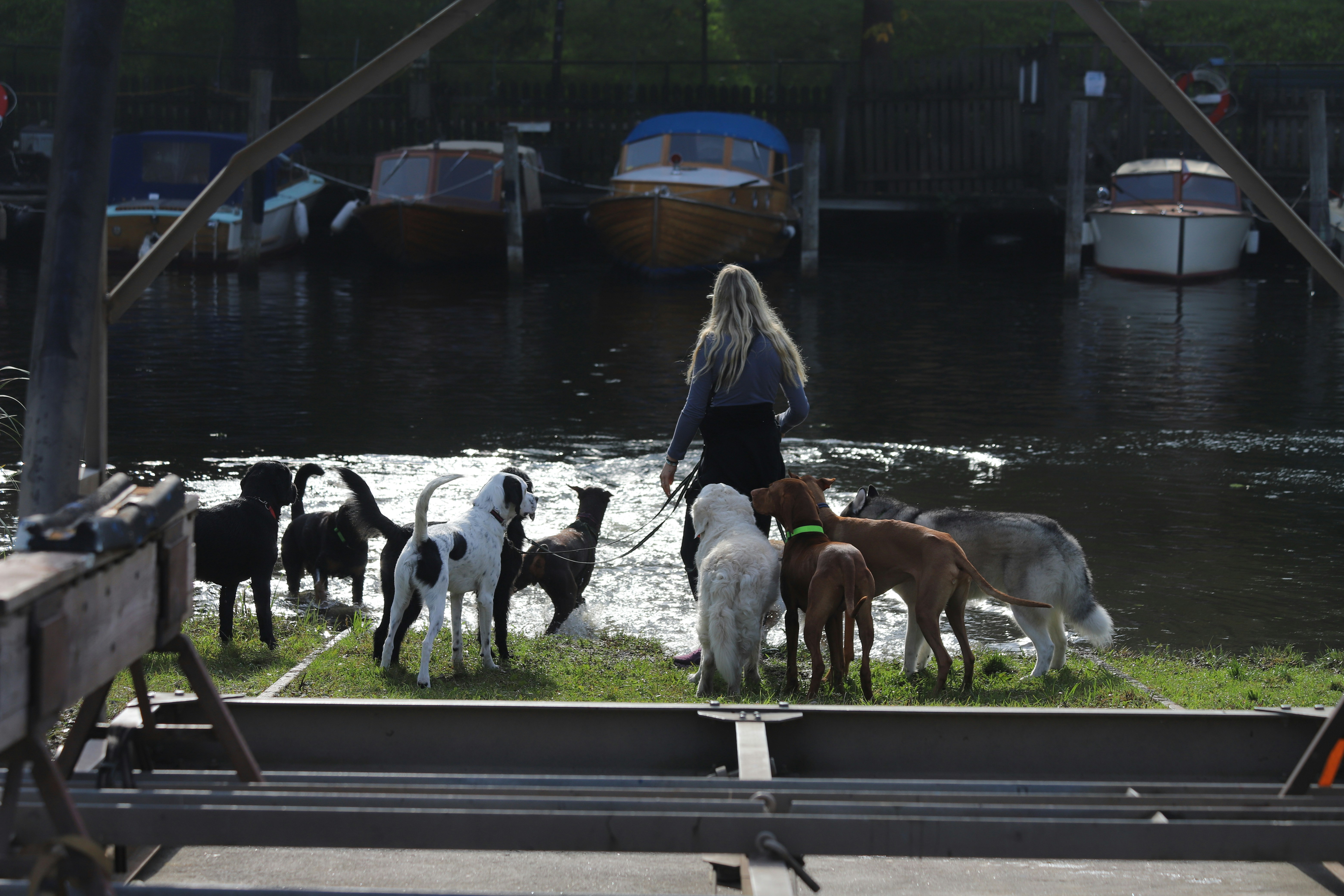 Downtown Dog Walks